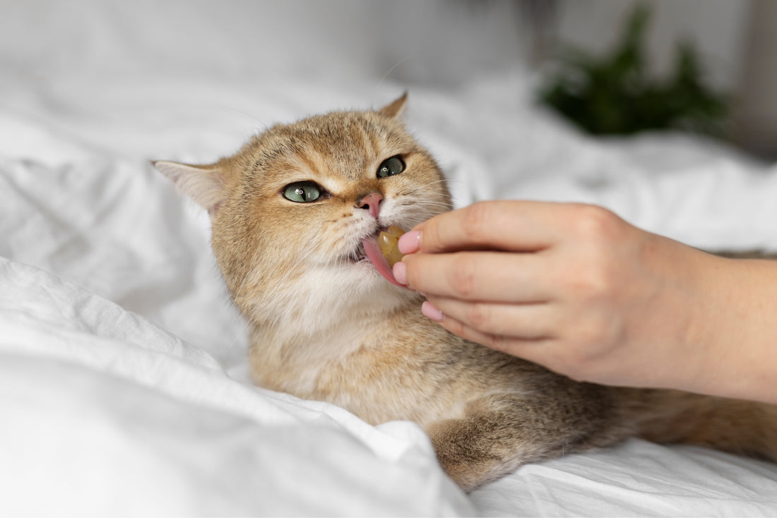 How to Trim Cat Nails or Claws: A Step-by-Step Guide to Feline Nail Care